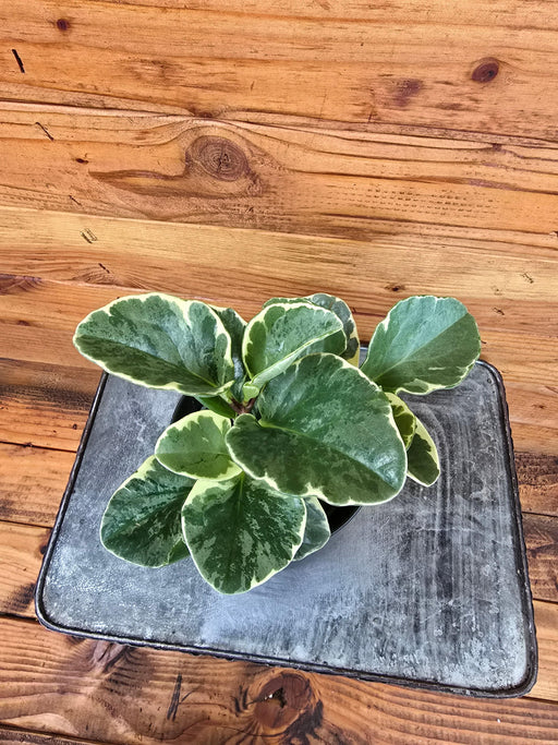 The Plant Farm® Houseplants Peperomia Obtusifolia Variegated, 4" Plant