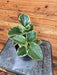 The Plant Farm® Houseplants Peperomia Obtusifolia Variegated, 4" Plant