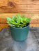 The Plant Farm® Houseplants Peperomia Orba Pixie Lime, 4" Plant