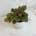 The Plant Farm® Houseplants Peperomia Peppermill, 4" Plant