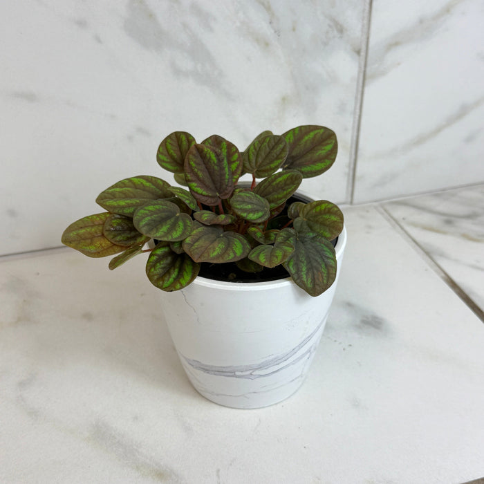 The Plant Farm® Houseplants Peperomia Peppermill, 4" Plant