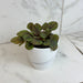 The Plant Farm® Houseplants Peperomia Peppermill, 4" Plant