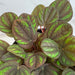 The Plant Farm® Houseplants Peperomia Peppermill, 4" Plant