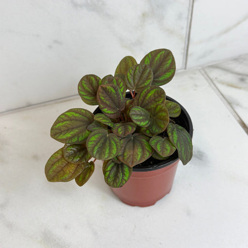 The Plant Farm® Houseplants Peperomia Peppermill, 4" Plant