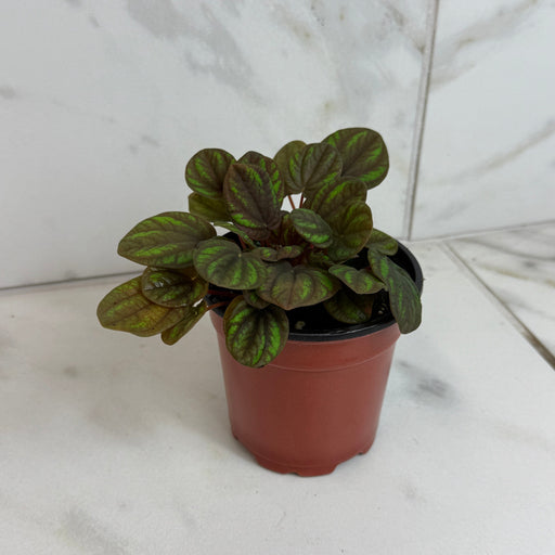 The Plant Farm® Houseplants Peperomia Peppermill, 4" Plant