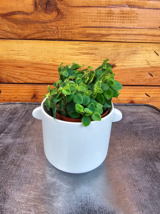 The Plant Farm® Houseplants Peperomia Perciliata, 2" Plant