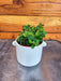 The Plant Farm® Houseplants Peperomia Perciliata, 2" Plant