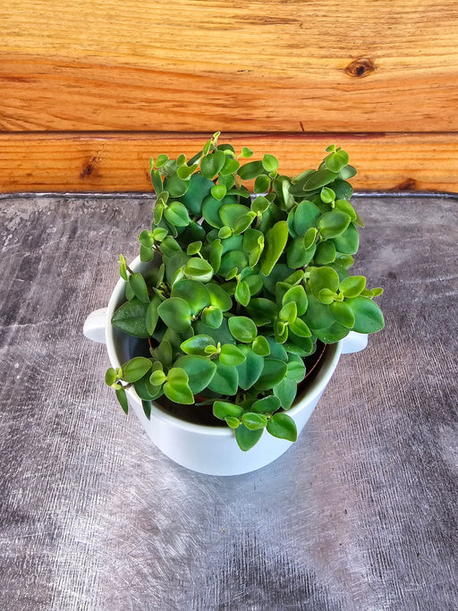 The Plant Farm® Houseplants Peperomia Perciliata, 2" Plant