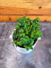 The Plant Farm® Houseplants Peperomia Perciliata, 2" Plant