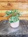 The Plant Farm® Houseplants Peperomia Pink Marble, 2" Plant