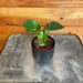 The Plant Farm® Houseplants Peperomia Polybotrya Raindrop, 2" Plant