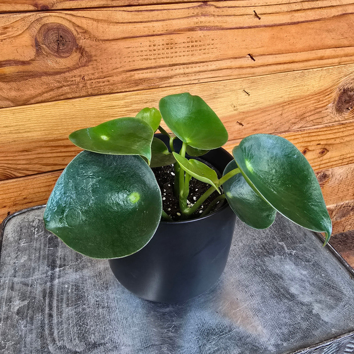 raindrop house plant Peperomia Polybotrya Raindrop, 4" Plant — The Plant Farm®