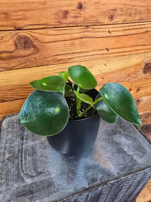 The Plant Farm® Houseplants Peperomia Polybotrya Raindrop, 4" Plant