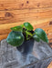 The Plant Farm® Houseplants Peperomia Polybotrya Raindrop, 4" Plant