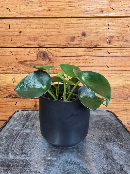 The Plant Farm® Houseplants Peperomia Polybotrya Raindrop, 4" Plant