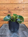 The Plant Farm® Houseplants Peperomia Polybotrya Raindrop, 4" Plant