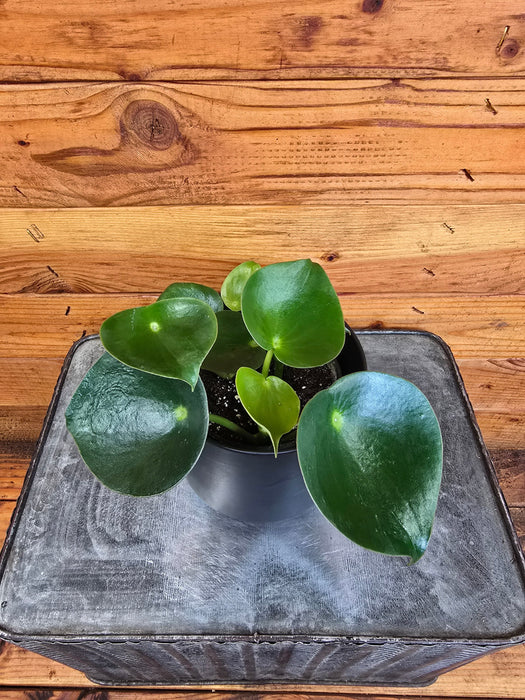 The Plant Farm® Houseplants Peperomia Polybotrya Raindrop, 4" Plant