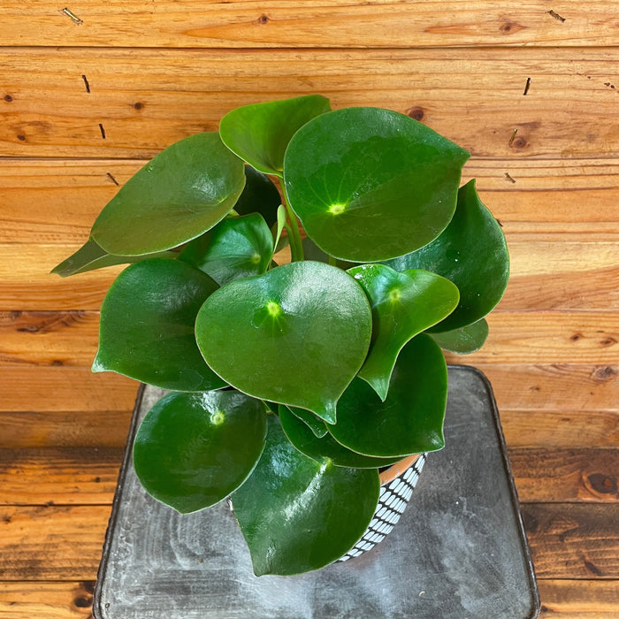 The Plant Farm® Houseplants Peperomia Polybotrya Raindrop, 6" Plant