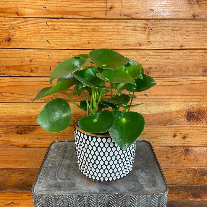 The Plant Farm® Houseplants Peperomia Polybotrya Raindrop, 6" Plant