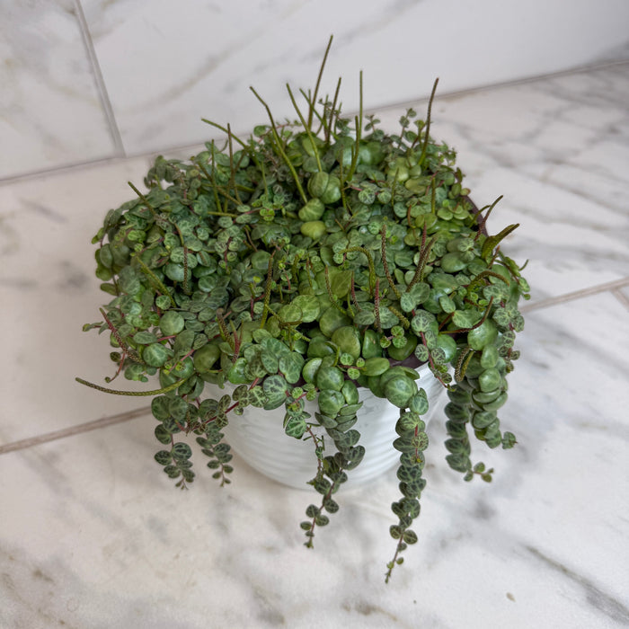 The Plant Farm® Houseplants Peperomia Prostrata, 6" Plant