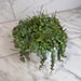 The Plant Farm® Houseplants Peperomia Prostrata, 6" Plant
