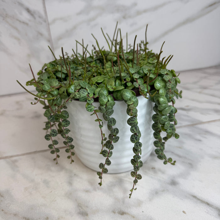 The Plant Farm® Houseplants Peperomia Prostrata, 6" Plant
