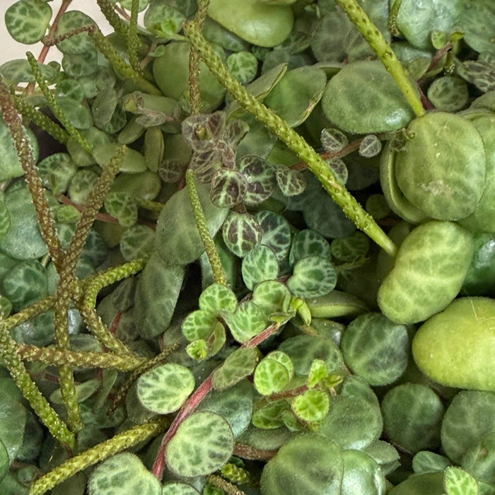 The Plant Farm® Houseplants Peperomia Prostrata, 6" Plant