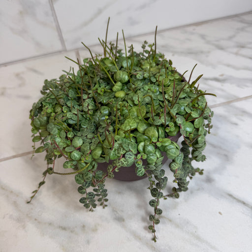 The Plant Farm® Houseplants Peperomia Prostrata, 6" Plant
