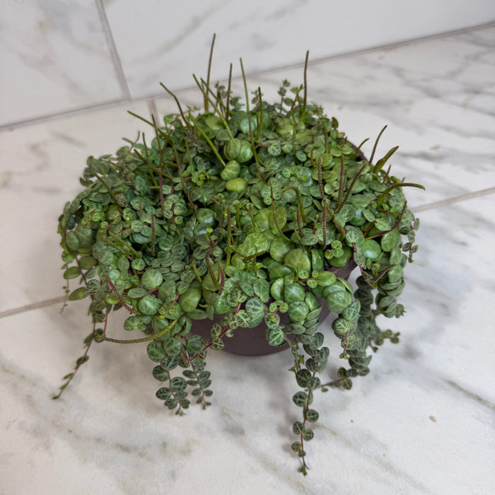 The Plant Farm® Houseplants Peperomia Prostrata, 6" Plant