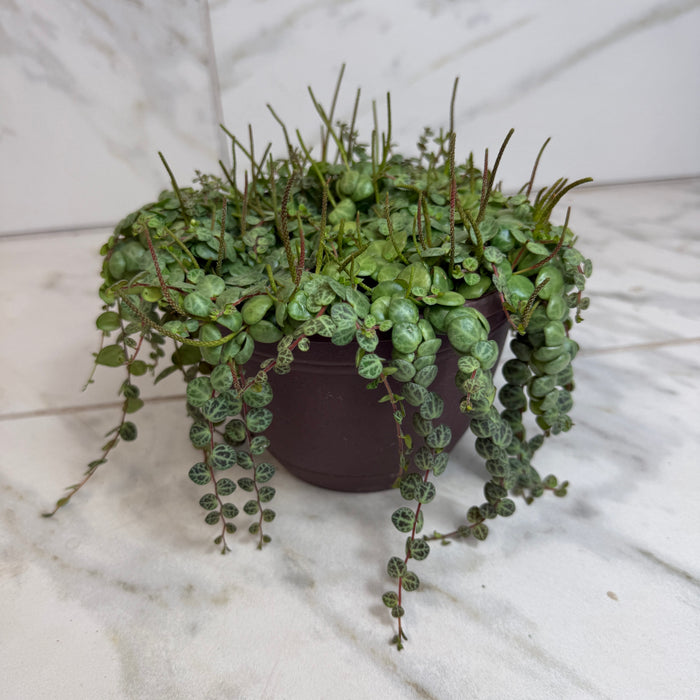 The Plant Farm® Houseplants Peperomia Prostrata, 6" Plant