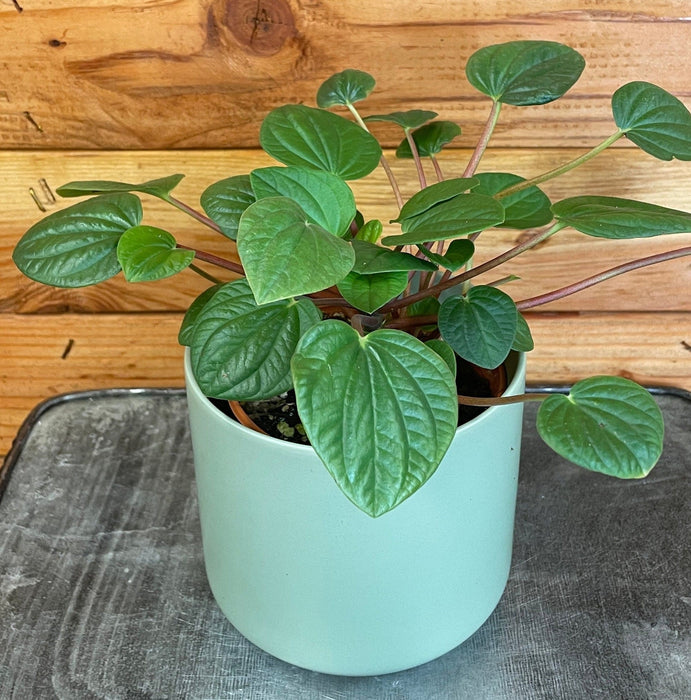 The Plant Farm® Houseplants Peperomia Rana Verde, 4" Plant
