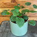 The Plant Farm® Houseplants Peperomia Rana Verde, 4" Plant