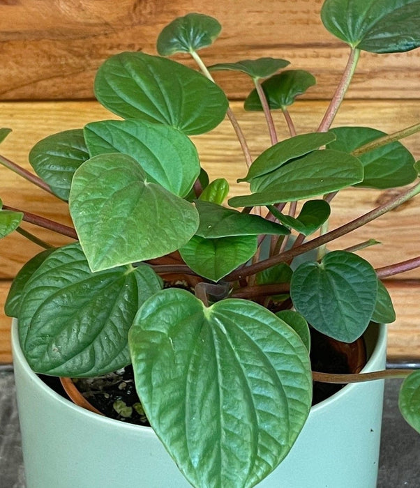 The Plant Farm® Houseplants Peperomia Rana Verde, 4" Plant