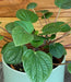 The Plant Farm® Houseplants Peperomia Rana Verde, 4" Plant