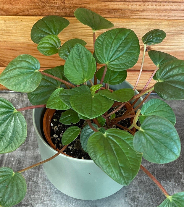 The Plant Farm® Houseplants Peperomia Rana Verde, 4" Plant