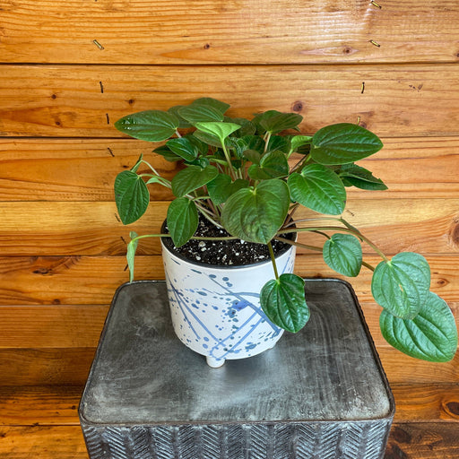 The Plant Farm® Houseplants Peperomia Rana Verde, 6" Plant