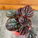 The Plant Farm® Houseplants Peperomia Red Beauty, 2" Plant