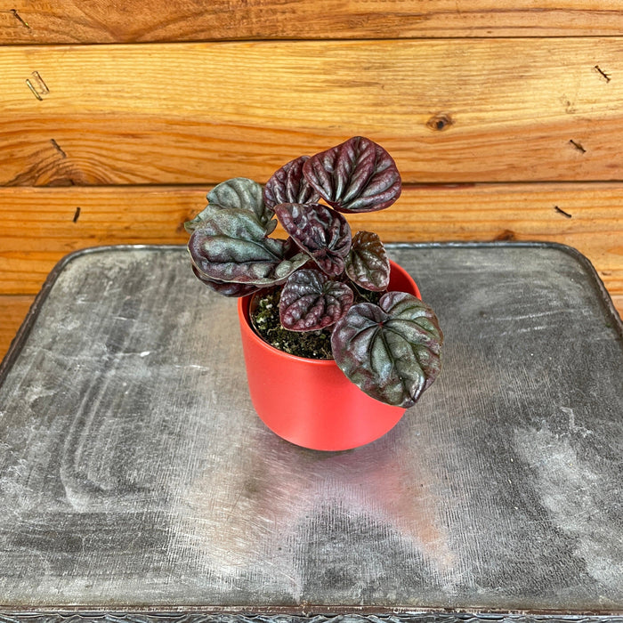 The Plant Farm® Houseplants Peperomia Red Beauty, 2" Plant