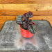 The Plant Farm® Houseplants Peperomia Red Beauty, 2" Plant