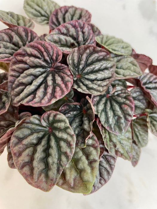 The Plant Farm® Houseplants Peperomia Red Beauty, 4" Plant