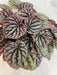 The Plant Farm® Houseplants Peperomia Red Beauty, 4" Plant