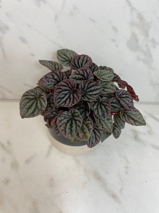 The Plant Farm® Houseplants Peperomia Red Beauty, 4" Plant