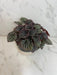 The Plant Farm® Houseplants Peperomia Red Beauty, 4" Plant
