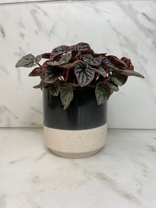 The Plant Farm® Houseplants Peperomia Red Beauty, 4" Plant