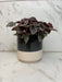 The Plant Farm® Houseplants Peperomia Red Beauty, 4" Plant
