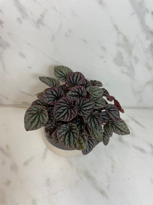 The Plant Farm® Houseplants Peperomia Red Beauty, 4" Plant