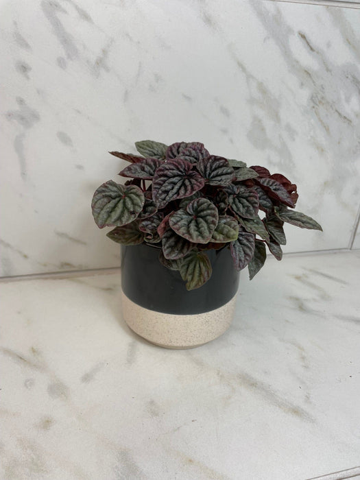 The Plant Farm® Houseplants Peperomia Red Beauty, 4" Plant