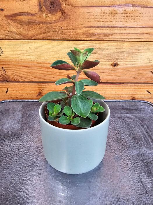 The Plant Farm® Houseplants Peperomia Red Log, 2" Plant