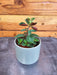 The Plant Farm® Houseplants Peperomia Red Log, 2" Plant