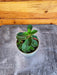 The Plant Farm® Houseplants Peperomia Red Log, 2" Plant